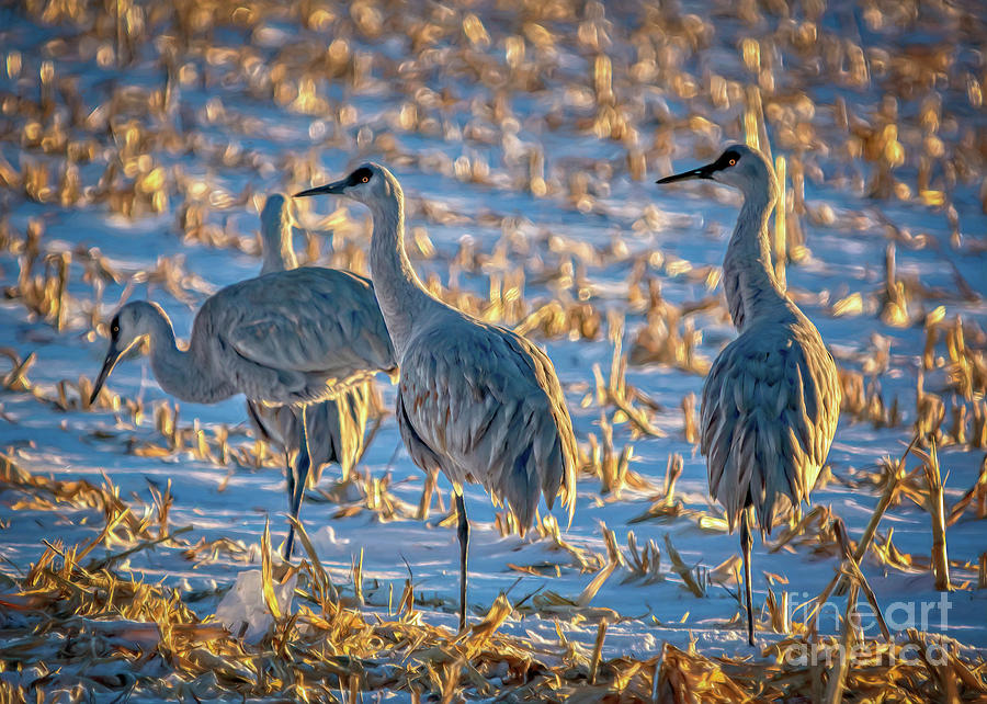 Wildlife Photograph - Winter Sunrise in the Cornfield  by Janice Pariza