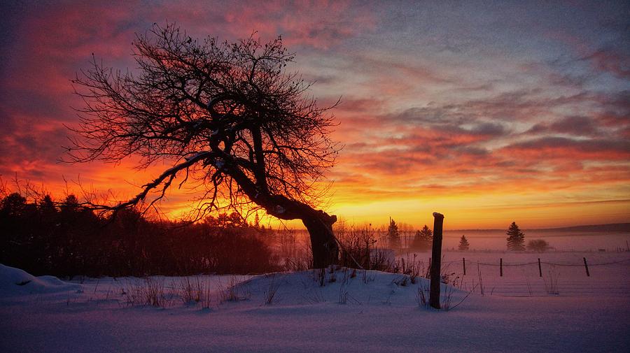Winter Sunrise on the Old Apple Tree by Bryan Smith Winter Sunrise on the Old Apple Tree by Bryan Smith