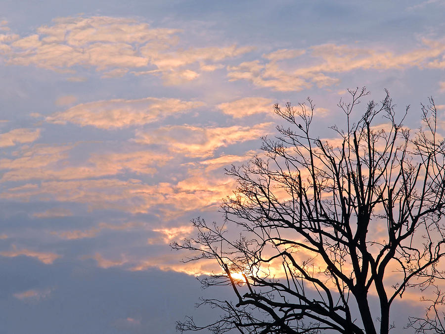 Winter Sunrise With Tree Silhouette Photograph by Gill Billington