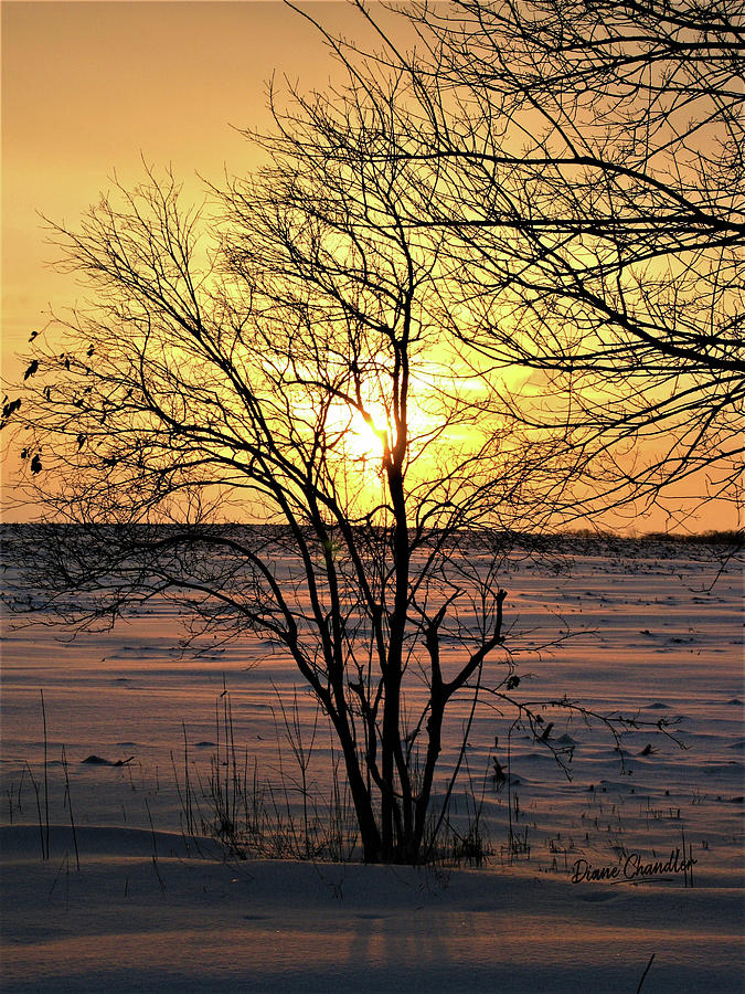 Winter Photograph - Winter Sunset by Diane Chandler