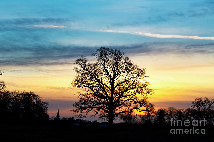 Winter Sunset Oak Photograph by Tim Gainey