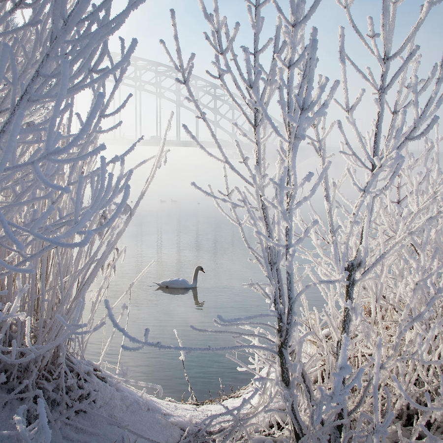 Winter Swan Photograph by E.m. Van Nuil