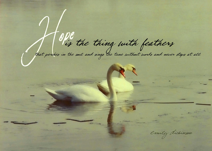 Feather Photograph - WINTER SWANS quote by JAMART Photography