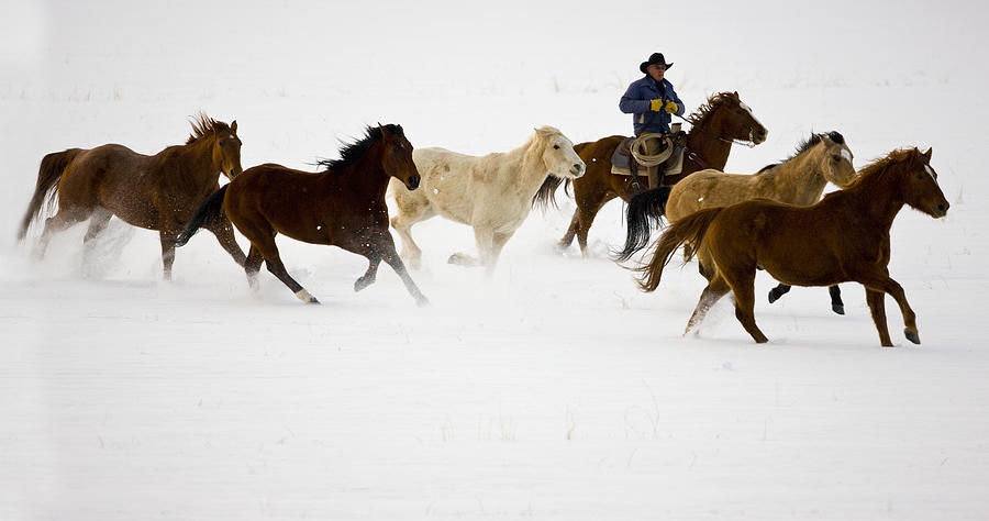 Winter Time Horse Drive Photograph by Darrell Gulin