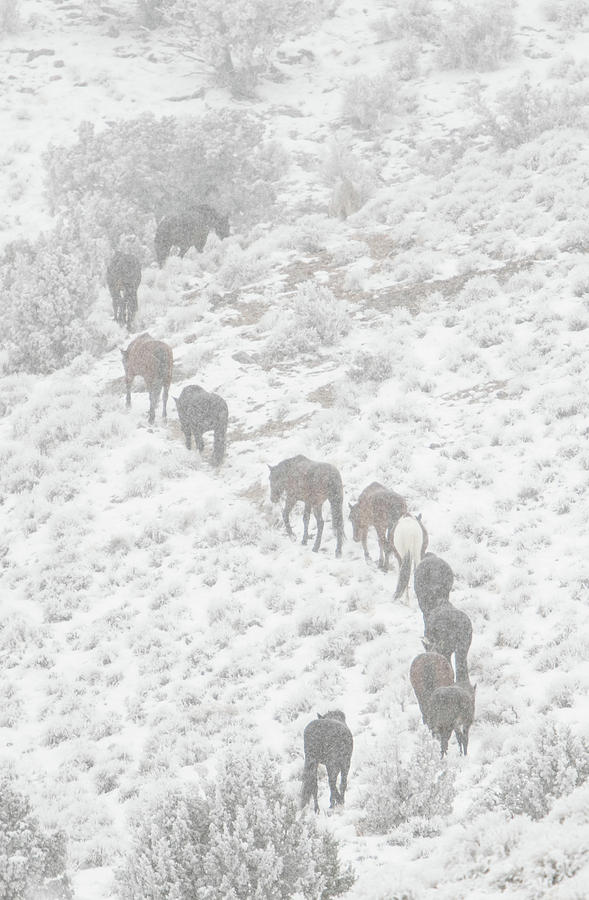 Winter Trail Photograph by Kent Keller