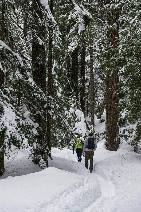 Winter trail to Franklin Falls Digital Art by Michael Lee