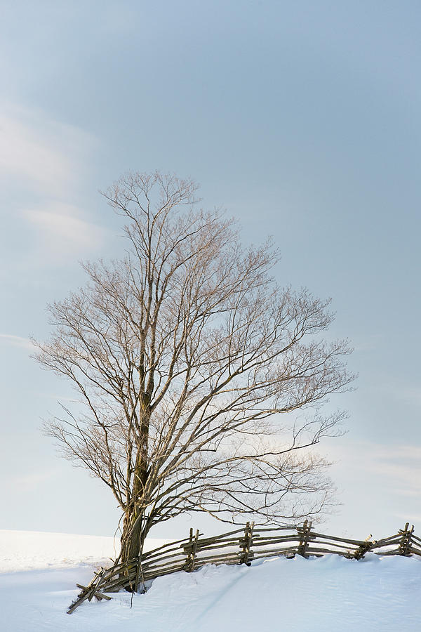Winter Tree & Fence Photograph by Gail Shotlander