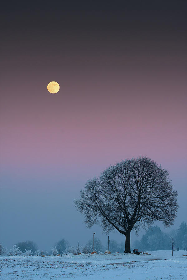 Winter Tree Against Full Moon Photograph by Jörg Wendland