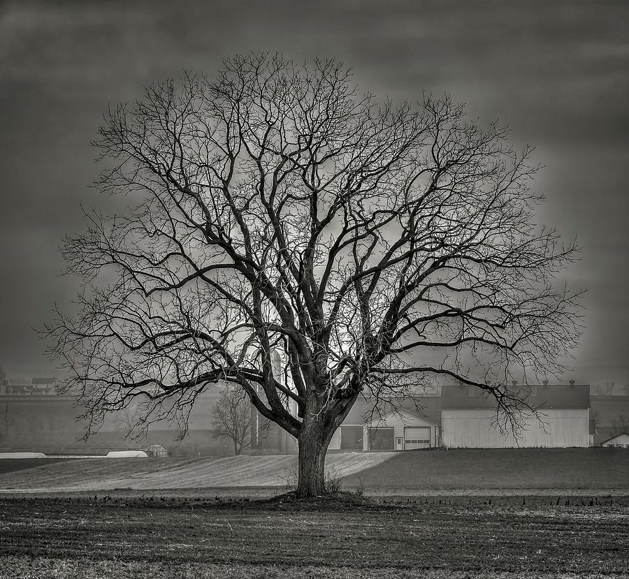 Winter Tree. Amish Farm in Lancaster Pennsylvania. Photograph by Stan ...