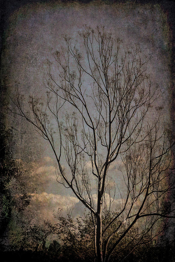 Winter Tree Dark Mood Abstract 1  Digital Art by Linda Brody