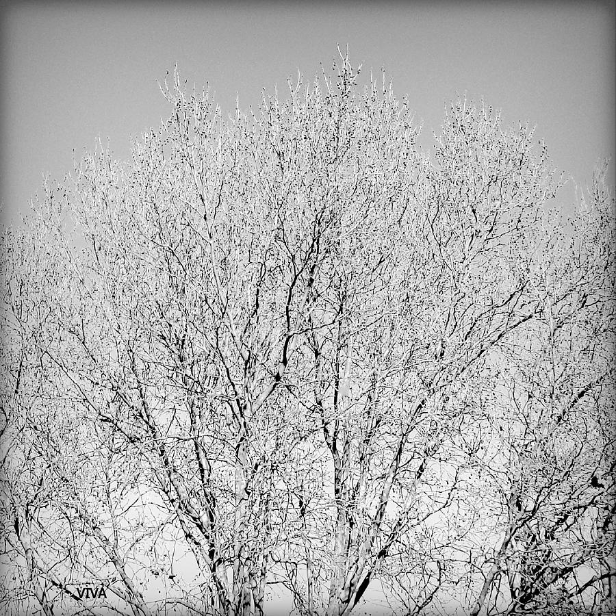 Winter Tree -  Grayscale Photograph by VIVA Anderson