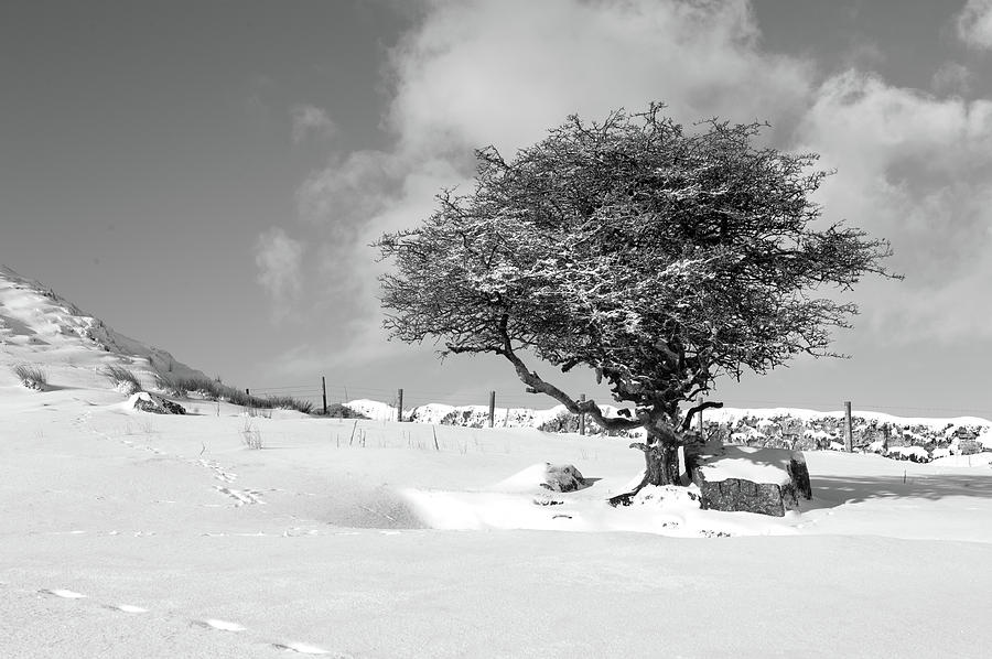 Winter Tree Photograph by Helen Jackson