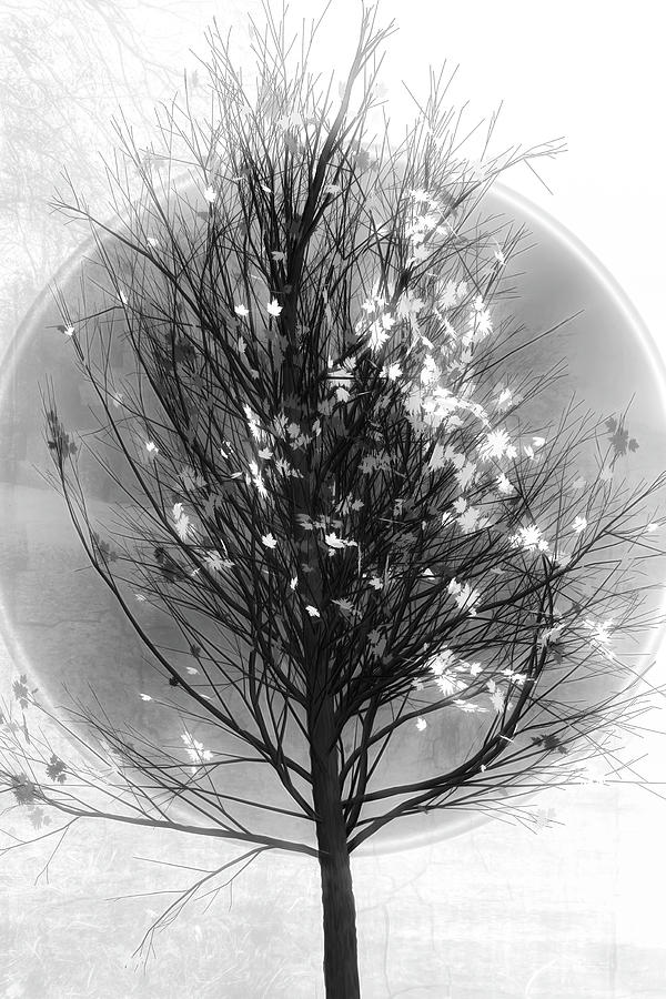 Winter Tree in Black and White Photograph by Debra and Dave Vanderlaan