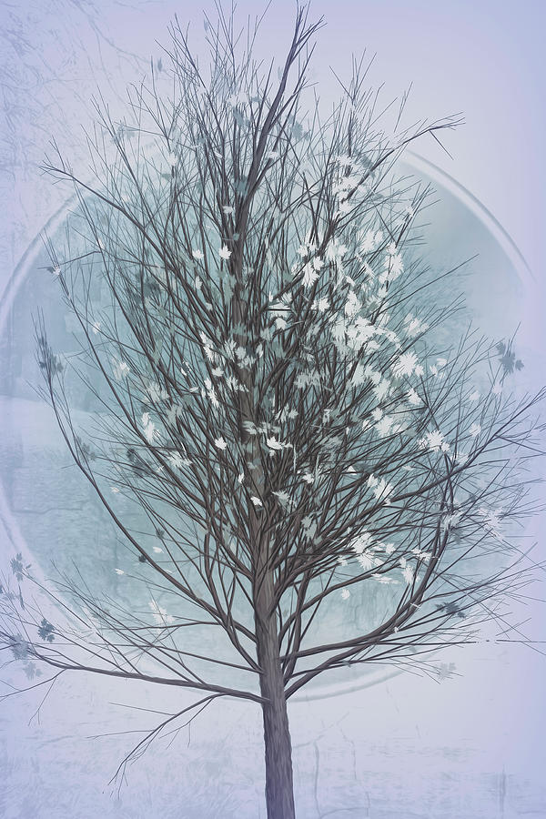 Winter Tree in Cool Grays Photograph by Debra and Dave Vanderlaan