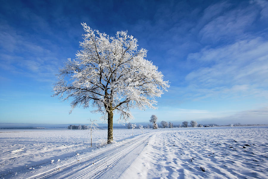 Winter Tree In Winter Landscape, Small Photograph by Roine Magnusson