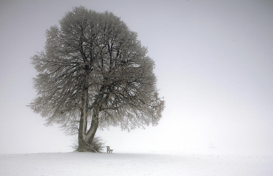 Winter Tree Photograph by Irmawarth
