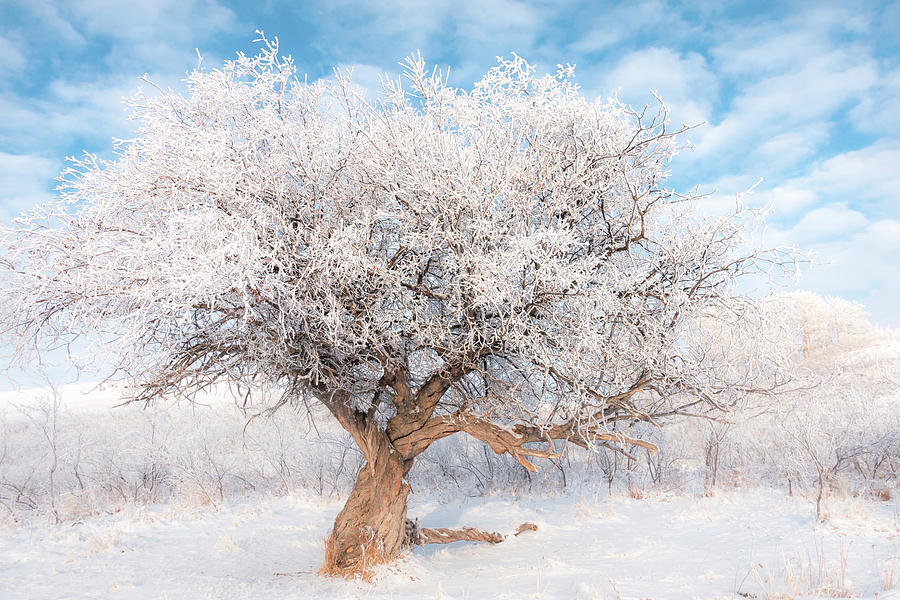 Winter Photograph - Winter Tree by Phil And Karen Rispin