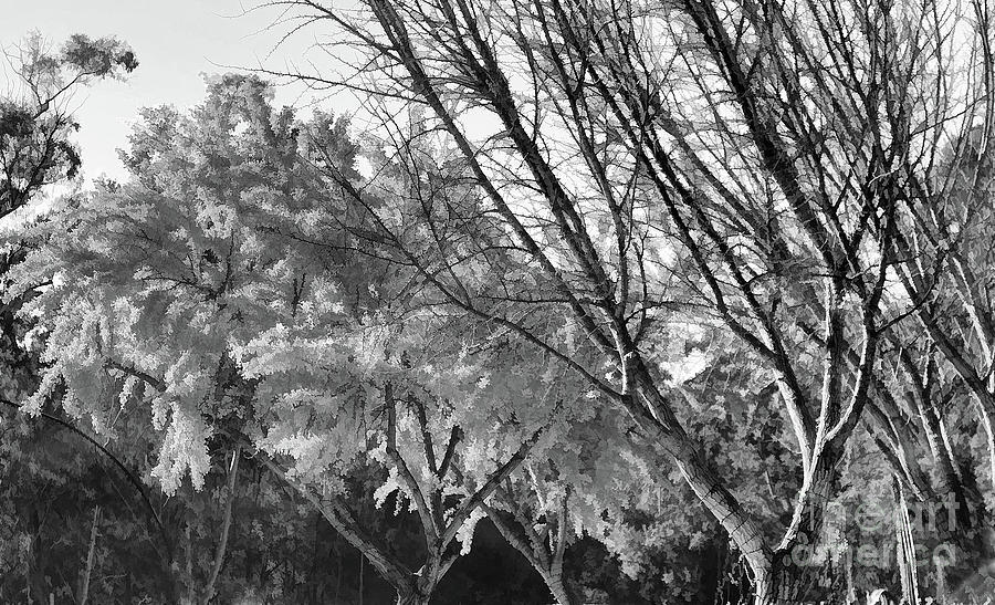 Winter Tree Leaves and Less BW Photograph by Chuck Kuhn