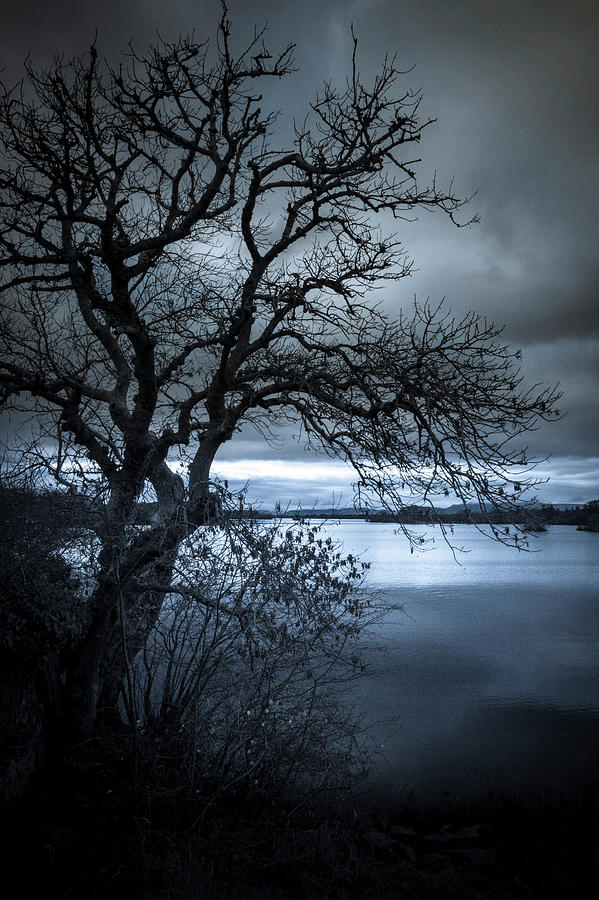 Winter Tree Photograph by Mark Callanan