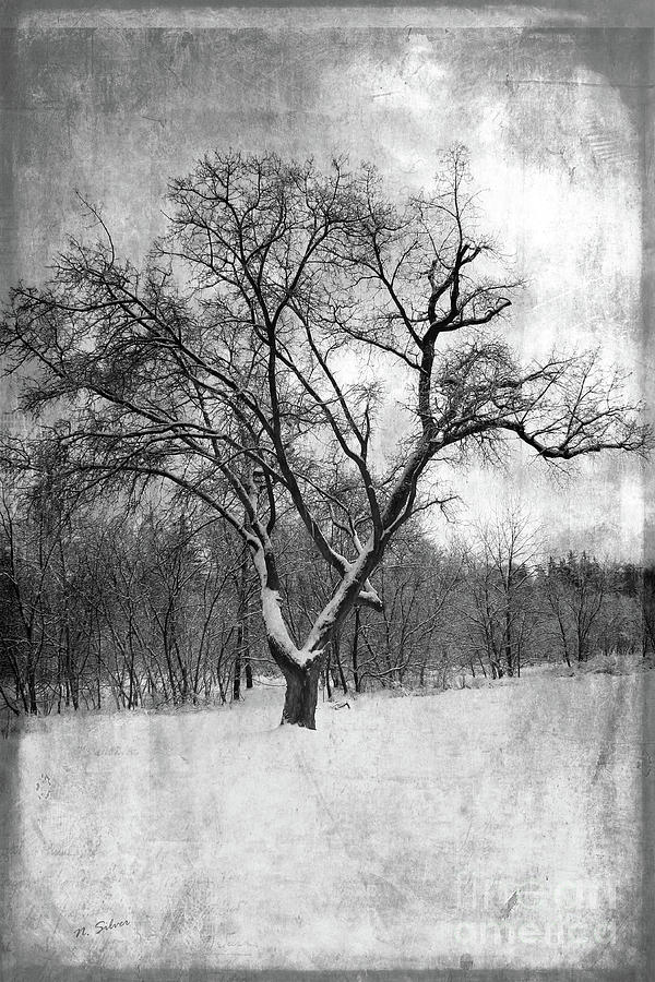 Winter Tree Photograph by Nina Silver