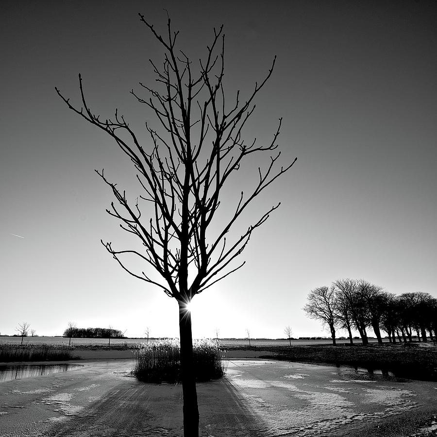 Winter Tree Photograph by Photo By Anders Rörgren