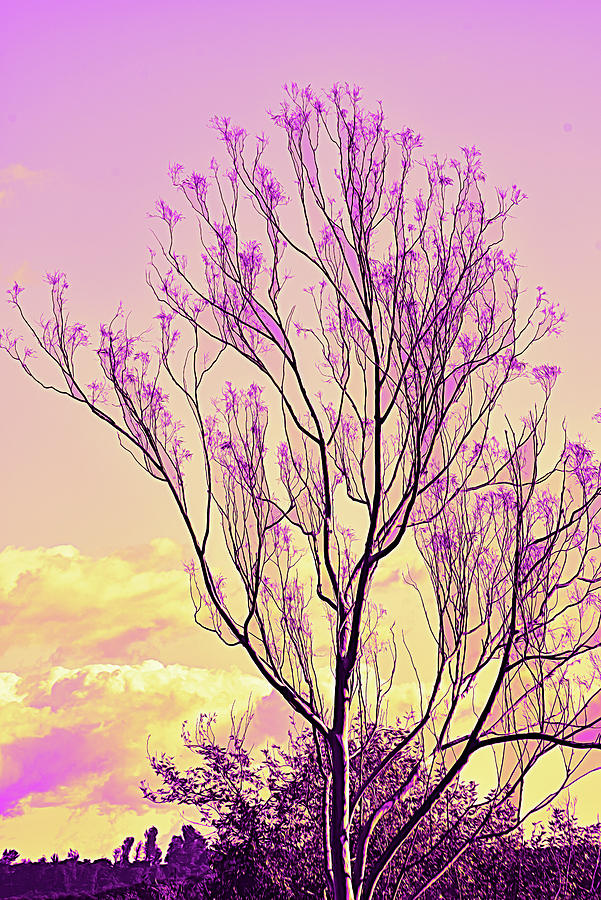 Winter Tree Pink Abstract 2 Digital Art by Linda Brody