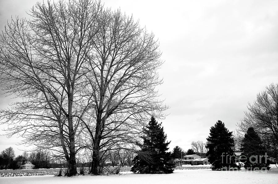 Winter Tree Style Bucks County Photograph by John Rizzuto