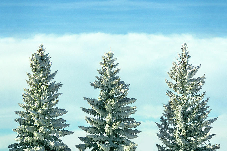 Winter Tree Tops Photograph by Todd Klassy