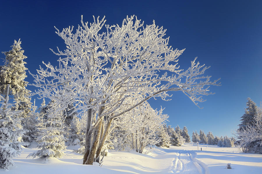 Winter Trees Photograph by Cornelia Doerr