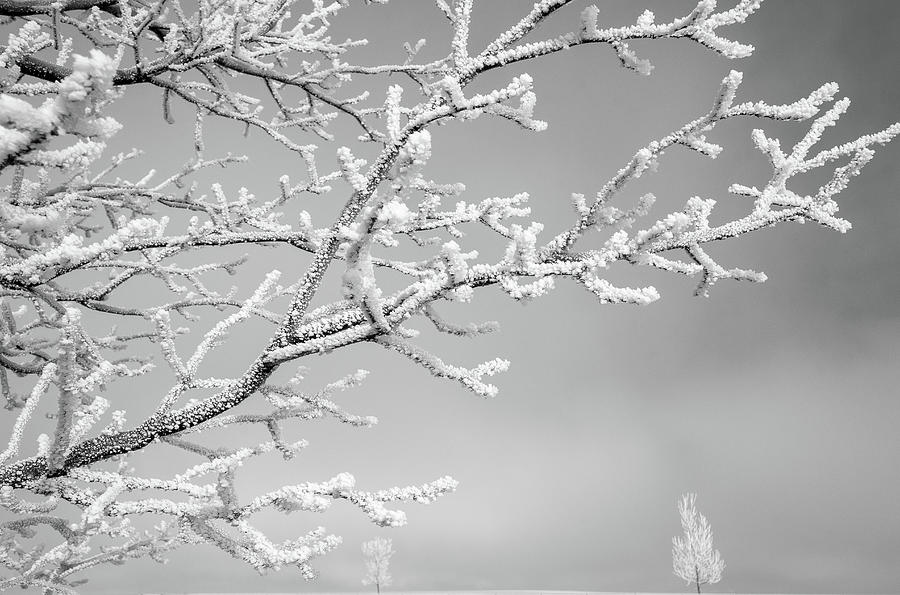 Winter Trees in Black and White Photograph by Amy Sorvillo
