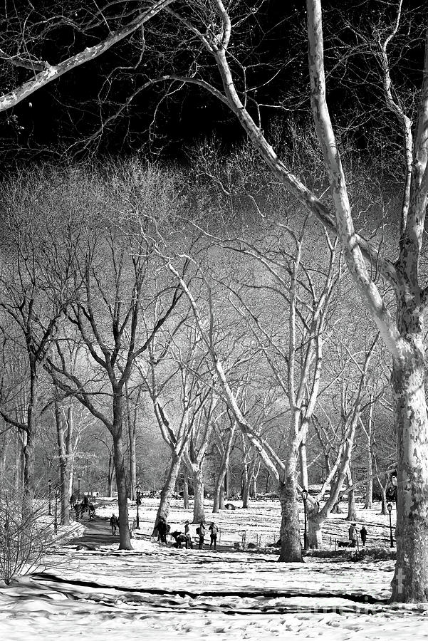 Winter Trees in Central Park New York City Photograph by John Rizzuto