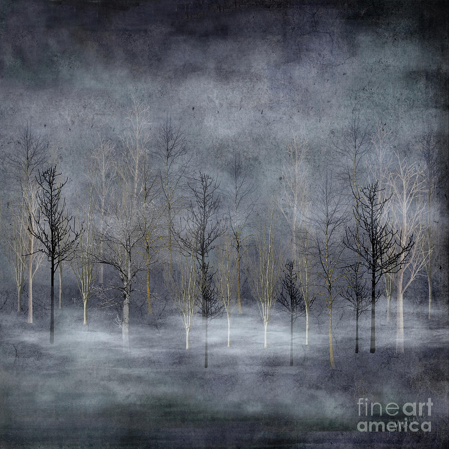 Winter Trees in Misty Fog by J Marielle Winter Trees in Misty Fog by J Marielle