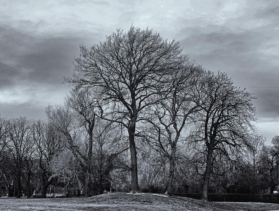Winter Trees Monochrome Photograph