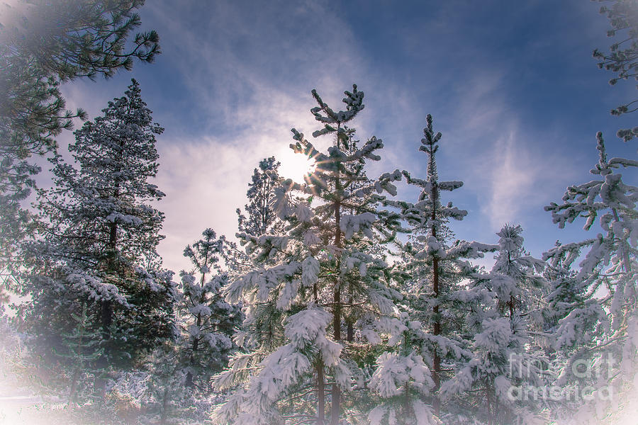 Winter Trees Photograph