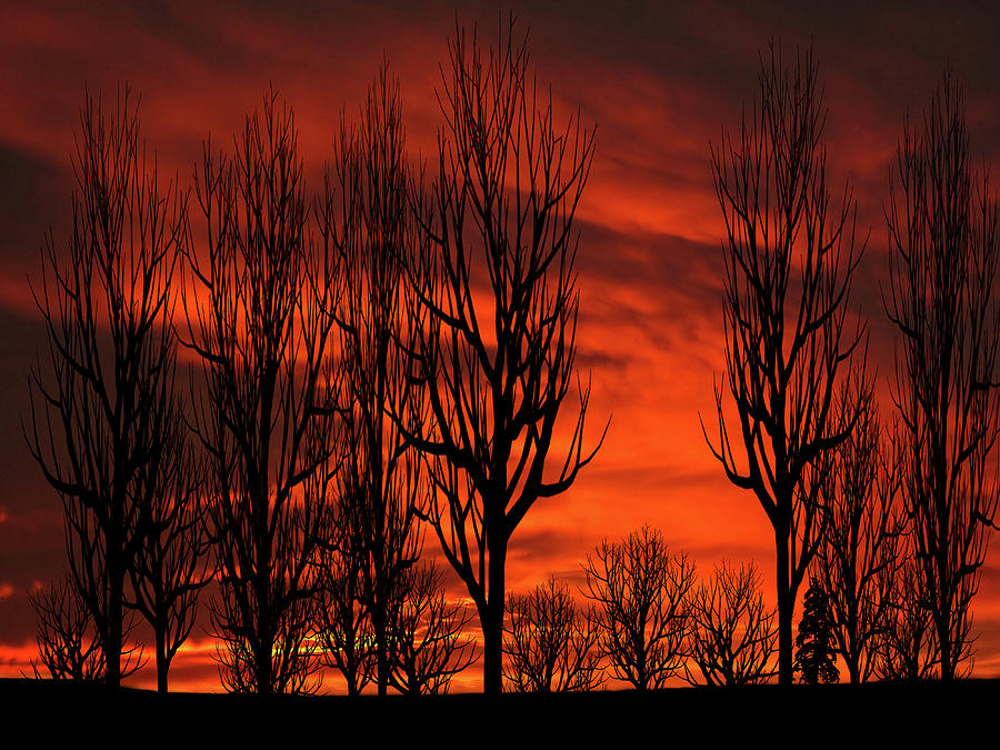 Winter Trees Sunset Silhouette Mixed Media by David Dehner