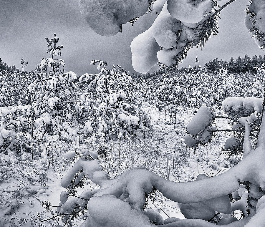 Winter triumphs. Shchymel, 2018. by Andriy Maykovskyi Winter triumphs. Shchymel, 2018. by Andriy Maykovskyi