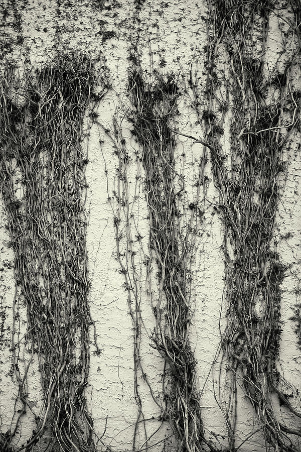 Black And White Photograph - Winter Vines On Stucco by Geoffrey Ansel Agrons