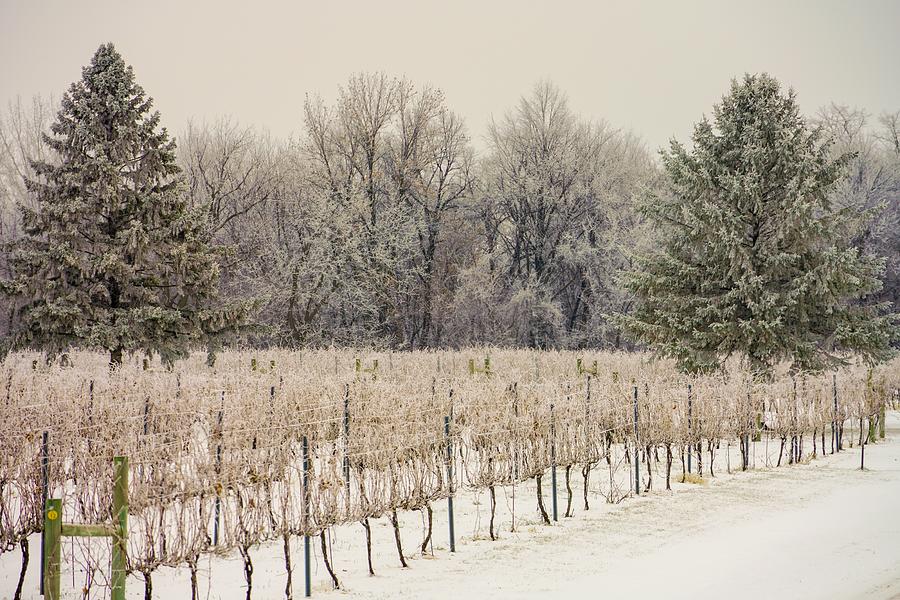 Winter Vineyard Photograph by Susan Rydberg
