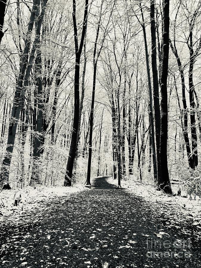 Winter Walk  Photograph by Michael Krek