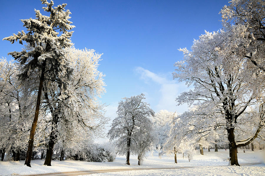 Winter Walk Photograph by Robert Louden - Fine Art America