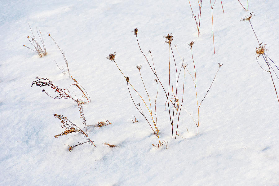 Winter Weeds Photograph