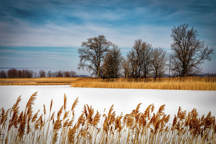 Winter Wetlands Photograph by C  Renee Martin