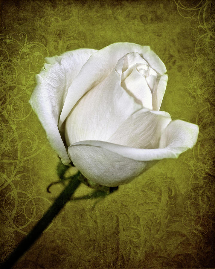 Winter White Rose Photograph by Jody Trappe Photography