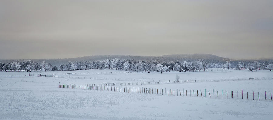Winter Whites Photograph by Jen Manganello