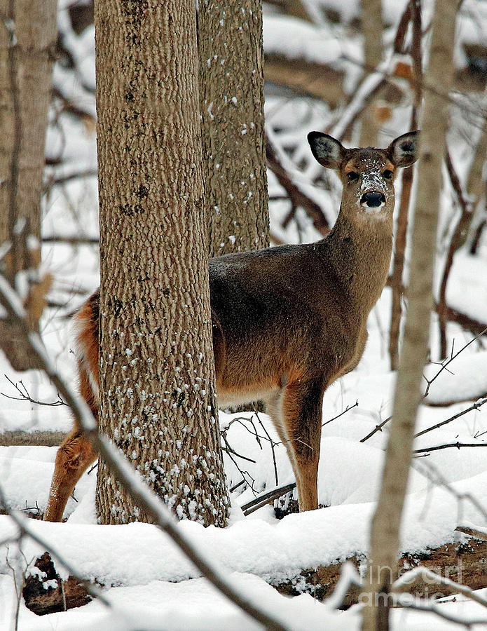 Winter Whitetail Snow Face Photograph by Steve Gass
