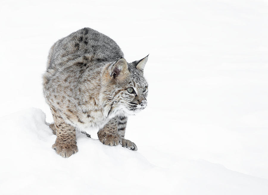 Winter Wildcat Photograph by Elizabeth Waitinas