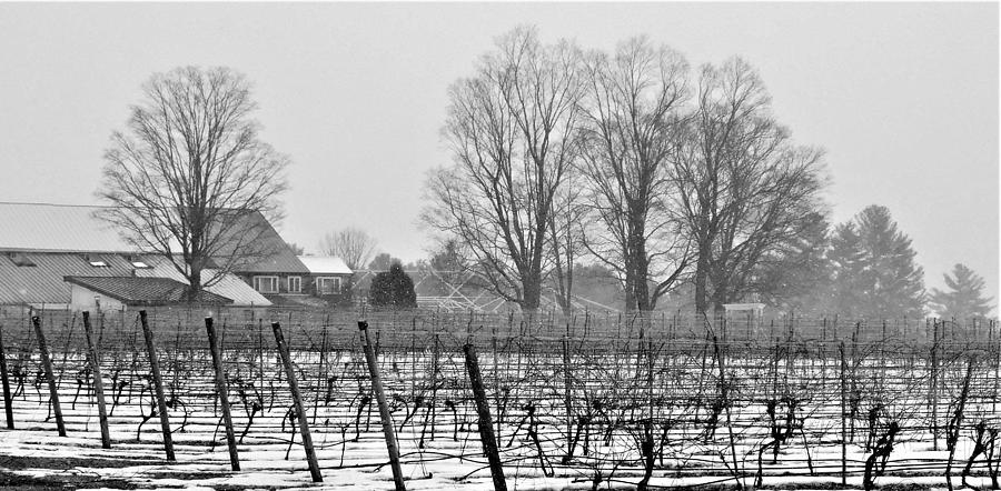- Winter Wine Photograph by THERESA Nye