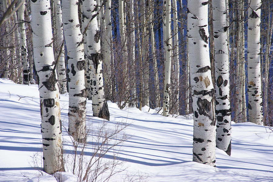 Winter with bare aspens in snowfield Photograph by Steve Estvanik