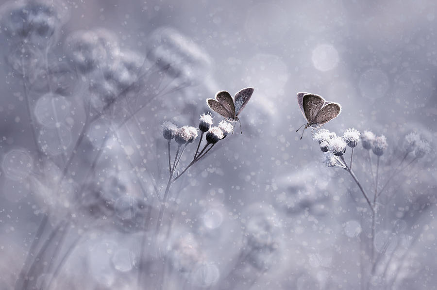 Butterfly Photograph - Winter With You by Edy Pamungkas