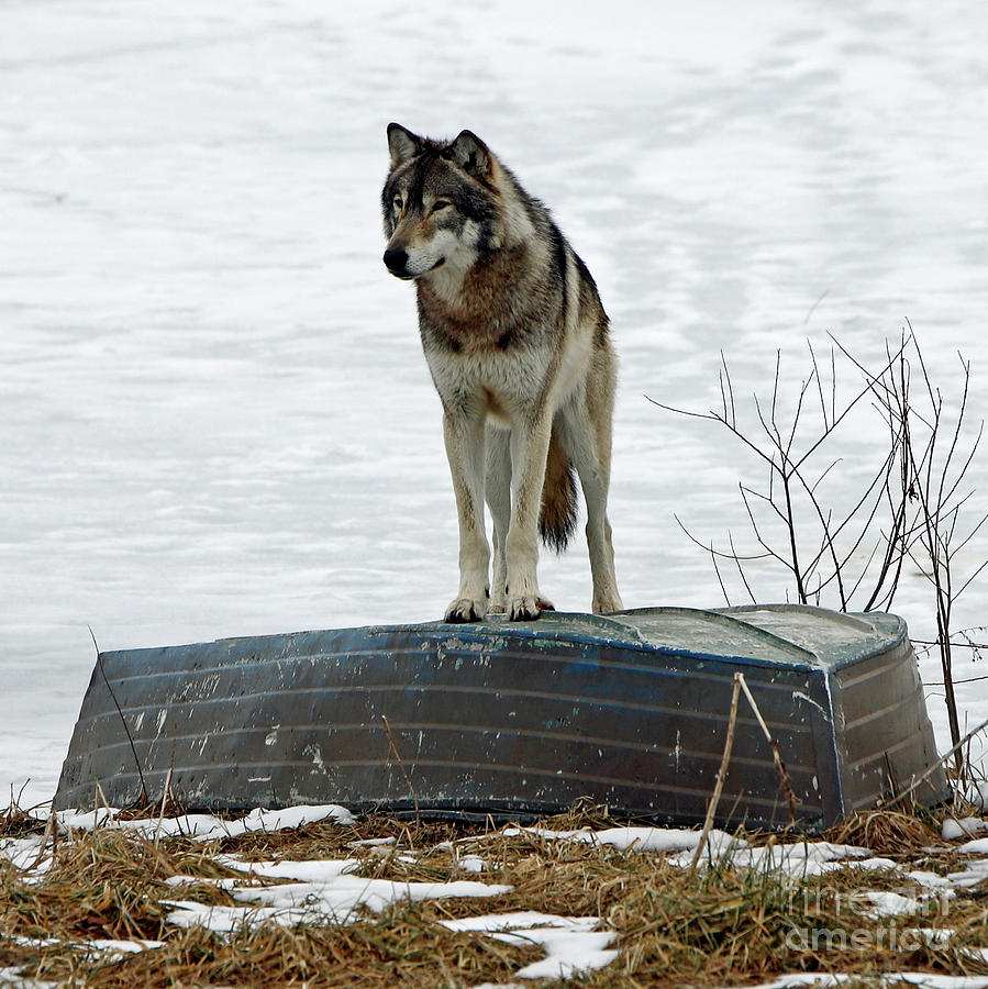 Winter Photograph - Winter Wolf 4 by Steve Gass